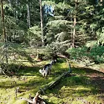 Forest Paradise * Stružná