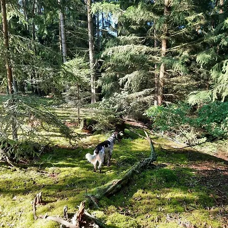 Forest Paradise * Stružná