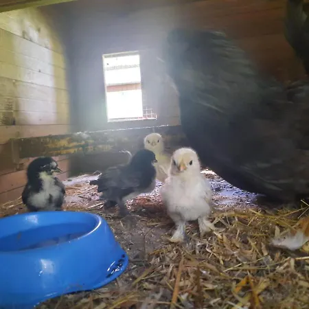 Daire Forest Paradise