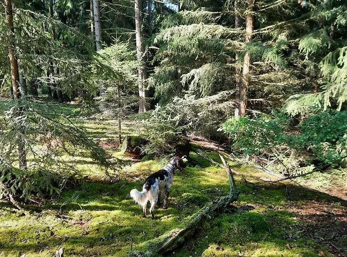 Forest Paradise * Stružná